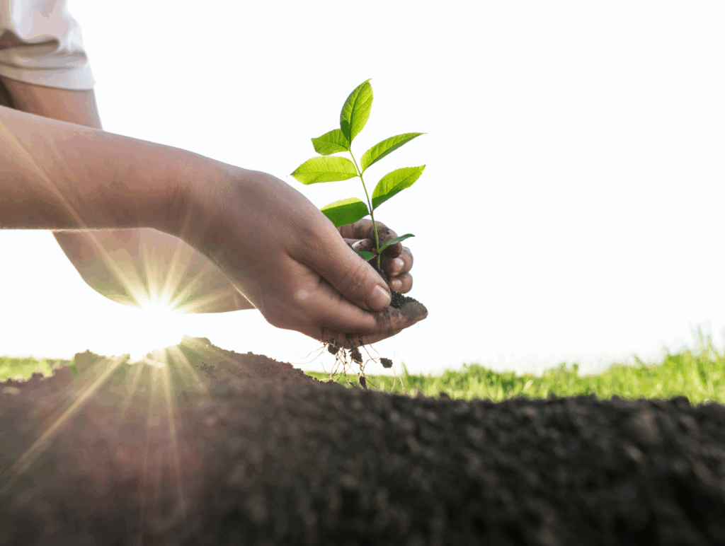 handen-die-boom-planten